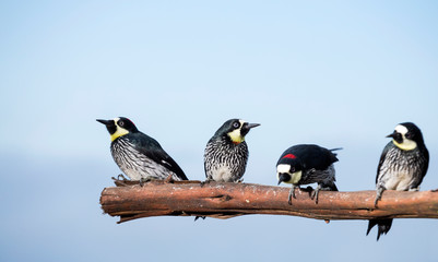 Acorn Woodpecker - Melanerpes formicivorus. Blue sky background
