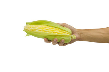 A man hand holding fresh sweet corn cobs with leaves isolated on white background.