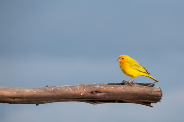 Beautiful bird. Saffron finch - Sicalis flaveola