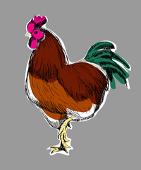 kogut  z zielonym ogonem 01 © Agata Sobczyk
