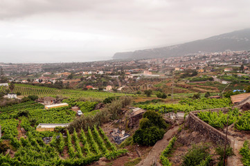 Fototapeta na wymiar Banana plantation in Tenerife, in the Canary Islands
