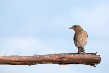 Black beak thrush - Turdus ignobilis Turdidae