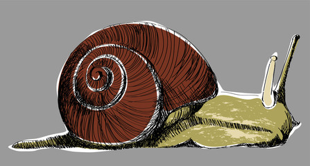 ślimak z brązową muszlą 01 © Agata Sobczyk