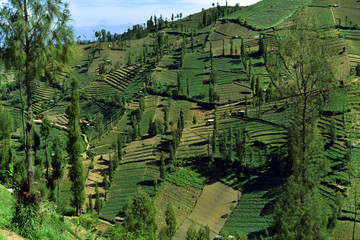 Fototapeta premium Aerial view of the farms and fields in East Java Island, Indonesia
