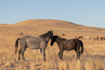 Fototapeta na wymiar Wild Horse Stallions Sparring in the Utah Desert