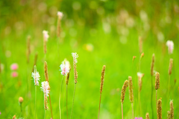 Grass in the meadow.