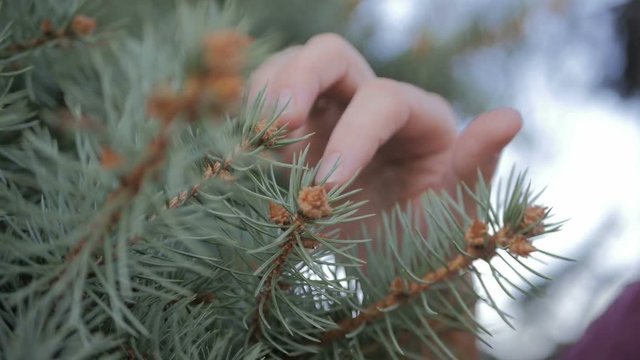 The male hand touch a fir branch