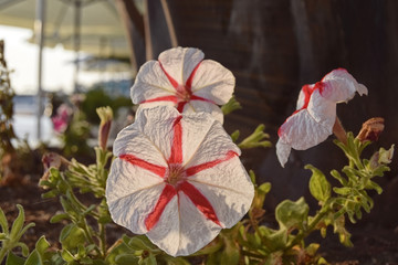 White-red pansies on a background of palm trees and the beach under the bright southern sun