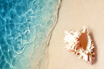 Fototapeta na wymiar Seashell on the summer beach in sea water. Summer background. Summer time.