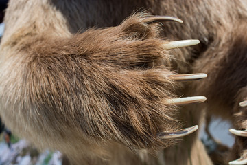 Brown Bear Paw With sharp Claws