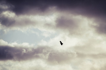 Vogel