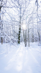Sonniger Wintertag im Wald