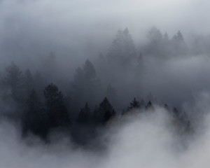Fototapeta na wymiar Foggy Trees