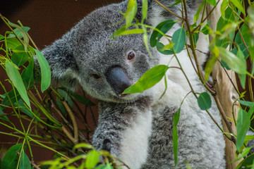 Animal / Wildlife concept. Beautiful close up view of cute liitle koala bear baby on the eukalyptus tree eating leaves. Wildlife animal in nature. Brisbane, Australia © Dajahof