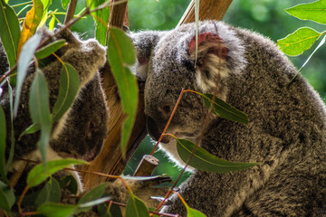 Animal / Wildlife concept. Beautiful close up view of cute liitle koala bear baby on the eukalyptus tree eating leaves. Wildlife animal in nature. Brisbane, Australia