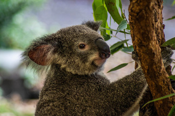 Animal / Wildlife concept. Beautiful close up view of cute liitle koala bear baby on the eukalyptus tree eating leaves. Wildlife animal in nature. Brisbane, Australia