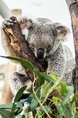 Animal / Wildlife concept. Beautiful close up view of cute liitle koala bear baby on the eukalyptus tree eating leaves. Wildlife animal in nature. Brisbane, Australia