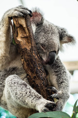 Obraz premium Animal / Wildlife concept. Beautiful close up view of cute liitle koala bear baby on the eukalyptus tree eating leaves. Wildlife animal in nature. Brisbane, Australia
