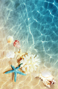 Seashell on the summer beach in sea water. Summer background. Summer time.