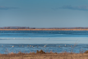 A large flock of river seagrass is fed on the lake