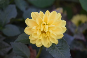 Ostatnie jesienne dalie