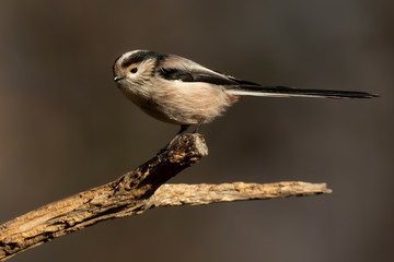 codibugnolo sui rami del bosco
