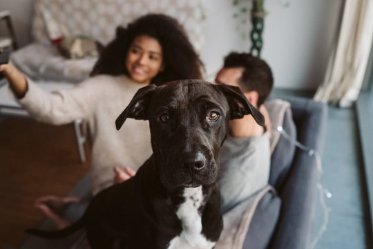 Multiethnic couple with dog on couch