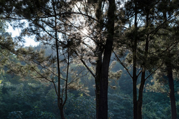 Street at dawn in Guatemala City, green area in driveway.