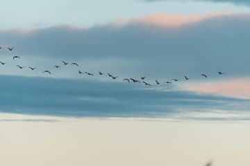 a large flock of birds flying in the sky