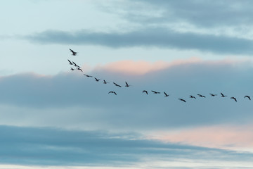 a large flock of birds flying in the sky