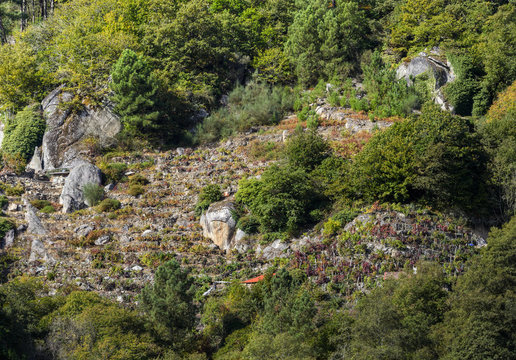 Vineyards on rocky slopes among chestnut tree forests