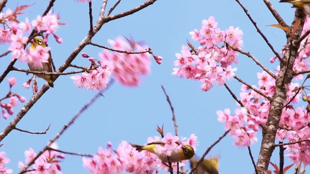 bird titmouse sitting in the garden among the flowering branches of pink cherry blossom in spring