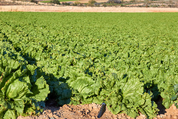 Fresh green lettuce field