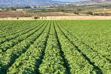 Fototapeta na wymiar Fresh green lettuce field