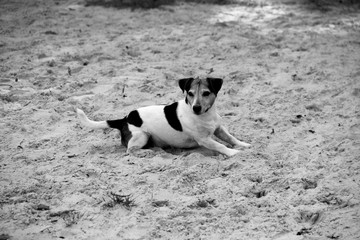 seiten ansicht eines im sand liegenden dreifarbigen jack russell terriers in meppen emsland deutschland fotografiert w&auml;hrend eines spaziergangs in der emsl&auml;ndischen natur