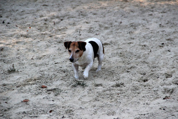 vorderansicht eines dreifarbigen jack russell terriers im sand rennend in meppen emsland...