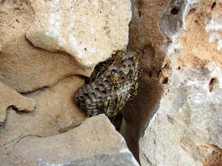 paper wasps nest in rocks