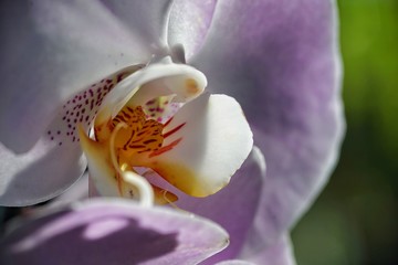 Wild orchid pollen
