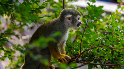 Squirrel monkey sitting in a tree