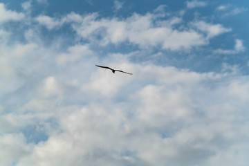 Osprey flies through the a blue cloudy sky hunting for prey