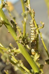 Beautiful Worm Of Yellow, Brown, Black And White Colors Climbing Up A Branch In The Countryside Of Galicia. Nature, Landscapes, biology, zoology, Animals. August 2, 2015. Lugo, Galicia, Spain.