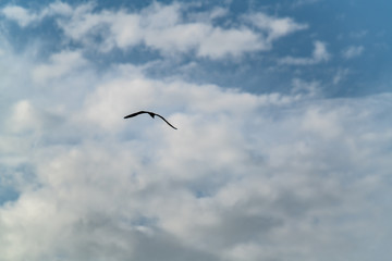 Osprey flies through the a blue cloudy sky hunting for prey