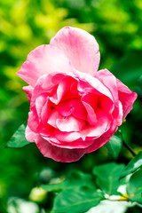 Rose flower with unfocused background