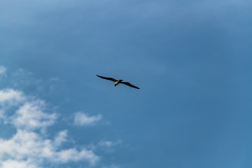 Osprey flies through the a blue cloudy sky hunting for prey