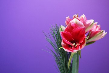 Obraz premium tropicalflowers on violet background