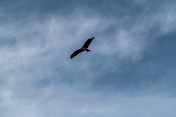 Osprey flies through the a blue cloudy sky hunting for prey