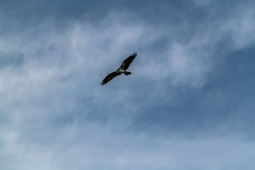 Fototapeta na wymiar Osprey flies through the a blue cloudy sky hunting for prey