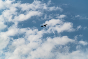 Obraz premium Osprey flies through the a blue cloudy sky hunting for prey