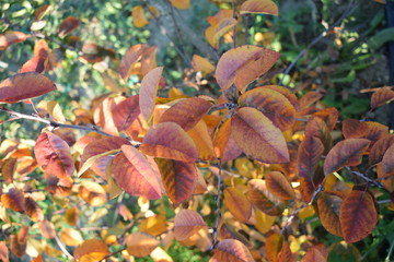 Świdośliwa jesiennie