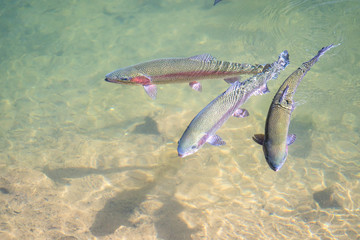 Farmed Rainbow Trout swimming in a feeding pool near Portland, Oregon. Fish used to stock ponds and...